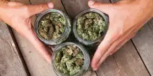 jars of cannabis