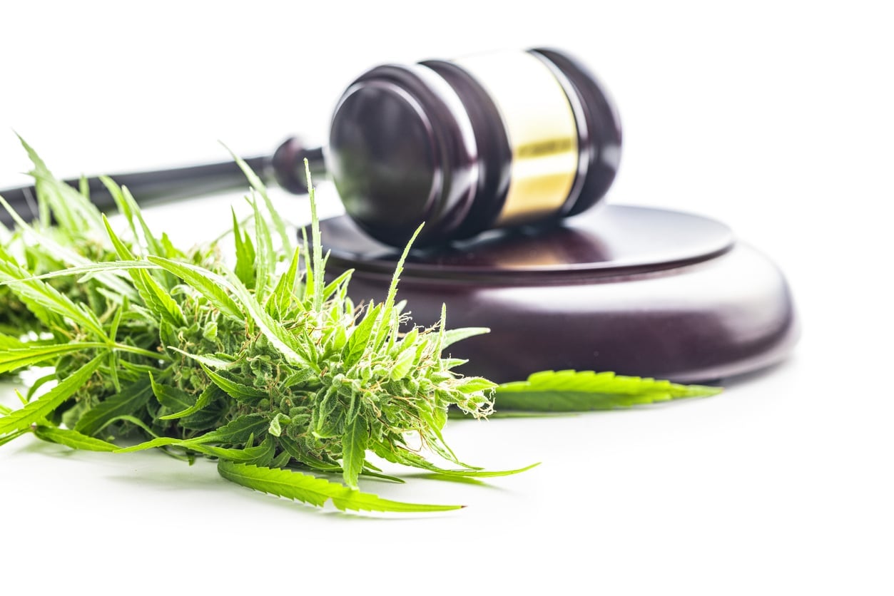 Marijuana buds. Cannabis plant and judge gavel isolated on the white background.