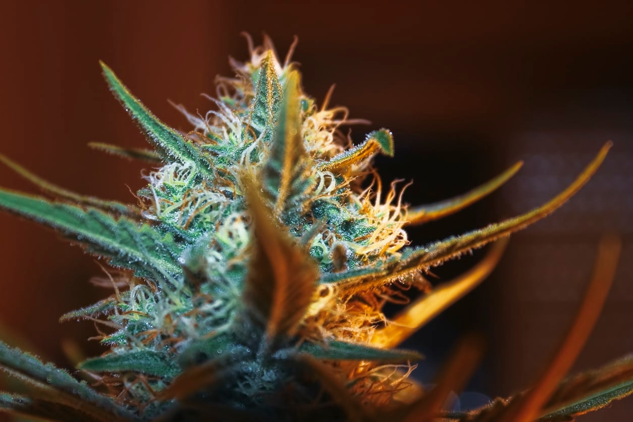 Blooming cannabis flower close up