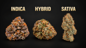 Inidca cannabis flower, Sativa cannabis flower, Hybrid cannabis flower, nugs, indica vs sativa vs hybrid