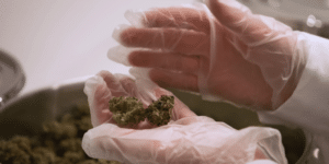 Hands wearing gloves holding cannabis flower in a lab, cannabis, flower, massachusetts, regulation