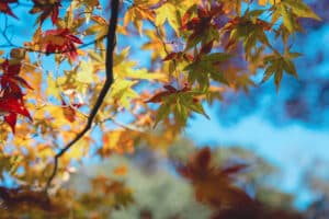 Color leaves seeing at Shiga
