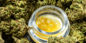 cannabis concentrate in a glass jar surrounded by cannabis flower