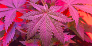 close up cannabis plant under a glow light