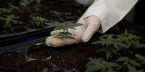 hand holding cannabis clone