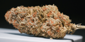 close up photo of a cannabis bud